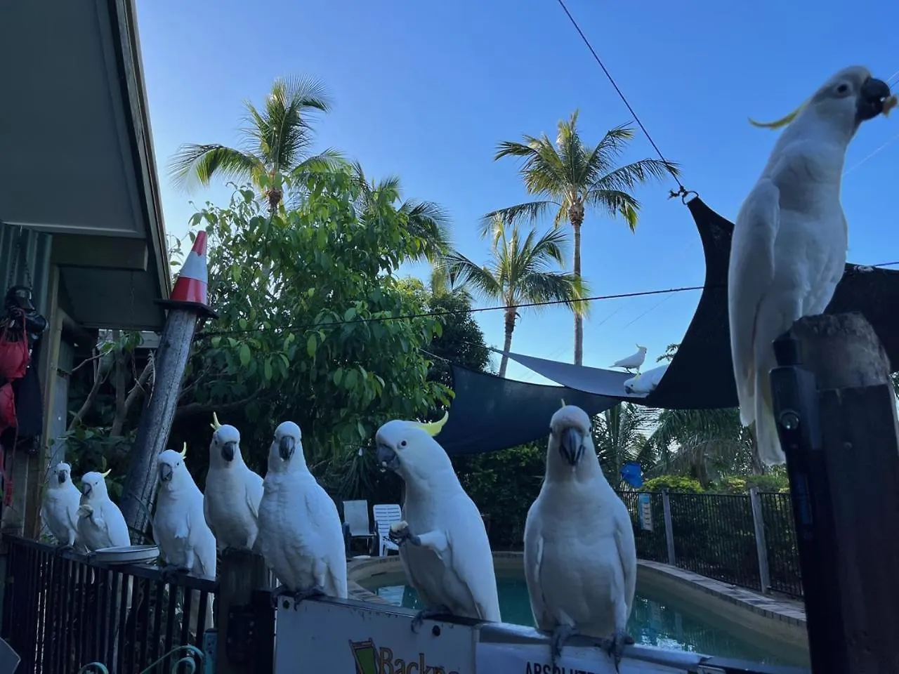 Backpackers By The Bay Vandrehjem Airlie Beach 0*,  Australien